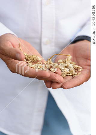 Man holding grains of malt in hands. Field on a background Man holding grains of malt in hands. Field on a background 104898366