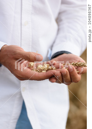 Man holding grains of malt in hands. Field on a background Man holding grains of malt in hands. Field on a background 104898367