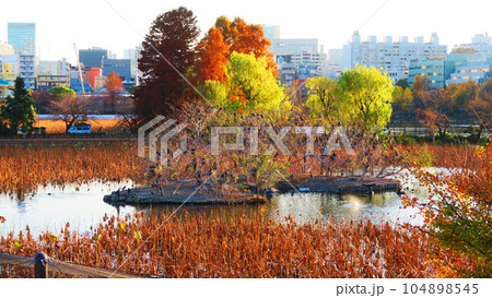 東京都台東区の不忍池のカワウのコロニーの遠景 104898545