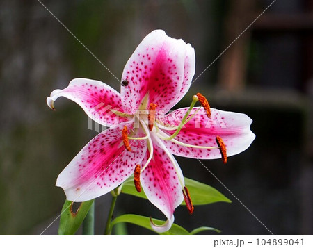 カノコユリの花のクローズアップ(赤い鹿の子百合) カノコユリの花のクローズアップ(赤い鹿の子百合) 104899041