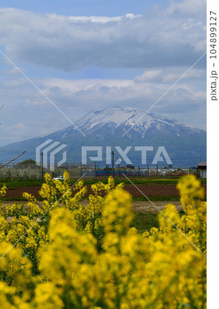 春の菜の花畑から岩木山を望む 春の菜の花畑から岩木山を望む 104899127