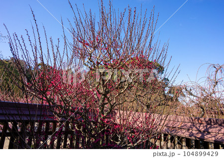 結城神社 104899429