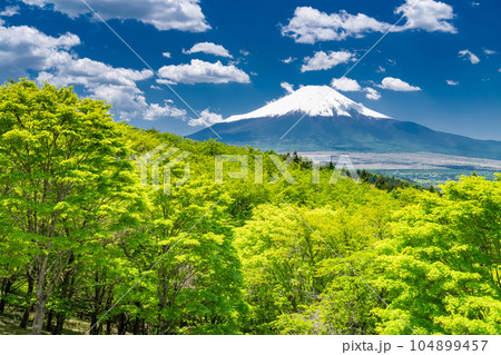 《山梨県》初夏の富士山・新緑の二十曲峠 104899457