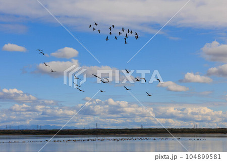 野鳥が飛び水面反射するウトナイ湖「秋の北海道」 野鳥が飛び水面反射するウトナイ湖「秋の北海道」 104899581