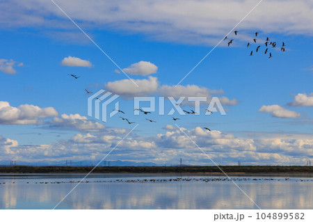 野鳥が飛び水面反射するウトナイ湖「秋の北海道」 野鳥が飛び水面反射するウトナイ湖「秋の北海道」 104899582