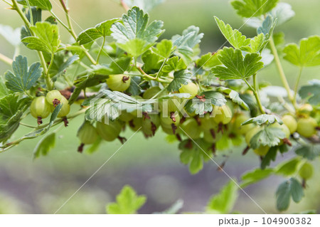 Fresh gooseberry bush in green summer garden Fresh gooseberry bush in green summer garden 104900382