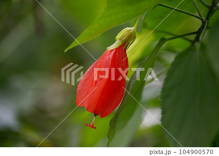 ウナズキヒメフヨウ 104900570