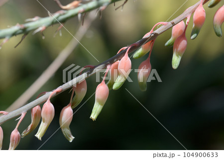 ガステリア 104900633