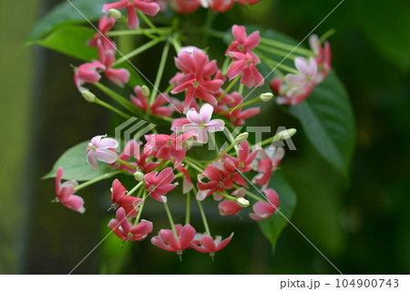 シクンシ シクンシ 104900743