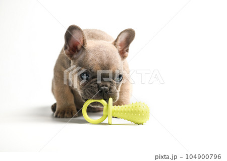 French bulldog puppy playing with a pacifier toy on a white background. 104900796
