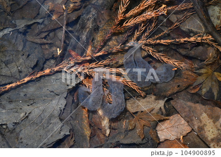 イワキサンショウウオ　卵嚢 104900895