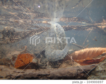 イワキサンショウウオの卵　水中での様子 104900897
