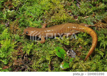 苔の上のイワキサンショウウオ 成体雄 苔の上のイワキサンショウウオ 成体雄 104901090