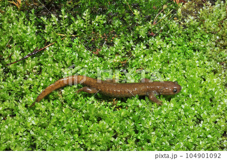 歩くイワキサンショウウオ 成体雄 歩くイワキサンショウウオ 成体雄 104901092