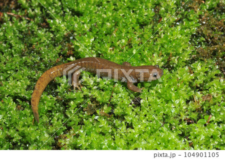 歩くイワキサンショウウオ 成体雄 歩くイワキサンショウウオ 成体雄 104901105