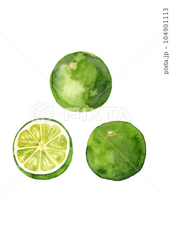 すだち 手描きの水彩イラスト すだち 手描きの水彩イラスト 104901113