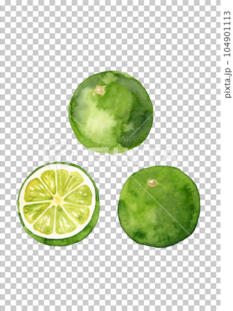 すだち 手描きの水彩イラスト すだち 手描きの水彩イラスト 104901113