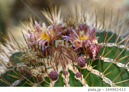 サボテンの花 サボテンの花 104901413