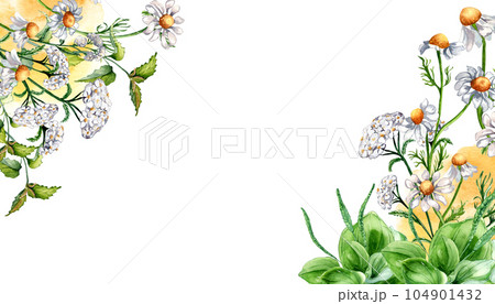 Border of meadow medicinal flower, herb plants watercolor illustration isolated on white background. Daisy, camomile, plantain, achillea millefolium hand drawn. Design for label, package, postcard Border of meadow medicinal flower, herb plants watercolor illustration isolated on white background. Daisy, camomile, plantain, achillea millefolium hand drawn. Design for label, package, postcard 104901432