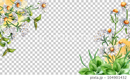 Border of meadow medicinal flower, herb plants watercolor illustration isolated on white background. Daisy, camomile, plantain, achillea millefolium hand drawn. Design for label, package, postcard 104901432