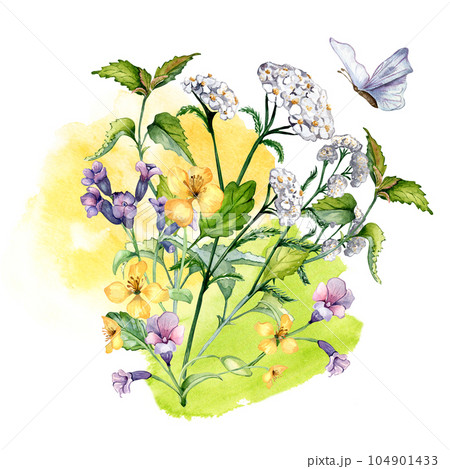 Bouquet of wild medicinal plant, herbs watercolor illustration isolated on white background. Achillea millefolium, nettle, pulmonaria, celanine flower hand drawn. Design for label, package, postcard Bouquet of wild medicinal plant, herbs watercolor illustration isolated on white background. Achillea millefolium, nettle, pulmonaria, celanine flower hand drawn. Design for label, package, postcard 104901433