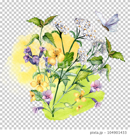 Bouquet of wild medicinal plant, herbs watercolor illustration isolated on white background. Achillea millefolium, nettle, pulmonaria, celanine flower hand drawn. Design for label, package, postcard Bouquet of wild medicinal plant, herbs watercolor illustration isolated on white background. Achillea millefolium, nettle, pulmonaria, celanine flower hand drawn. Design for label, package, postcard 104901433