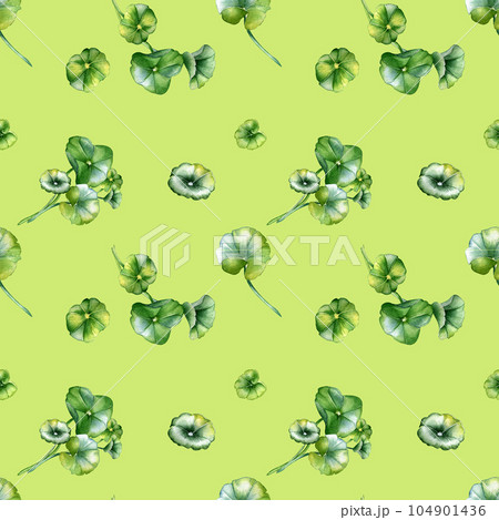 Centella asiatica, geranium watercolor seamless pattern isolated on green. Pennywort, gotu kola, rounded leaves, herbal plants hand drawn. Design for package, label, wrapping, textile, background Centella asiatica, geranium watercolor seamless pattern isolated on green. Pennywort, gotu kola, rounded leaves, herbal plants hand drawn. Design for package, label, wrapping, textile, background 104901436