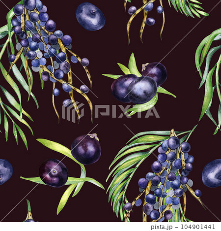 Bunch acai berries and palm leaves watercolor seamless pattern isolated on dark. Exotic amazon purple berries, tropical fruit hand drawn. Design element for wrapping, textile, background, paper Bunch acai berries and palm leaves watercolor seamless pattern isolated on dark. Exotic amazon purple berries, tropical fruit hand drawn. Design element for wrapping, textile, background, paper 104901441