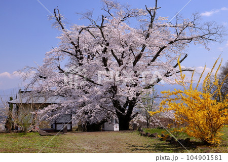 山梨県南アルプス市上宮地 甲府盆地を一望する丘陵に建つ大神山傳嗣院のソメイヨシノとレンギョウと山門 山梨県南アルプス市上宮地 甲府盆地を一望する丘陵に建つ大神山傳嗣院のソメイヨシノとレンギョウと山門 104901581