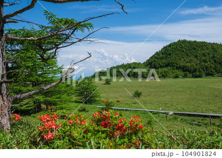レンゲツツジ咲く高原の湿原 104901824