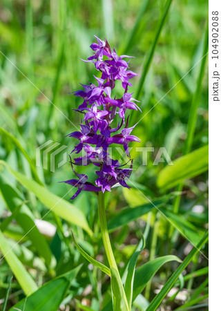 紫色の花を咲かせたハクサンチドリ 104902088
