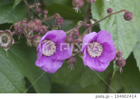 Rubus odoratus flowers, close up shot Rubus odoratus flowers, close up shot 104902414