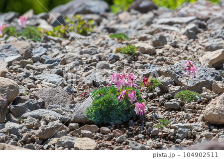 砂れきに咲く可憐なコマクサ 104902511