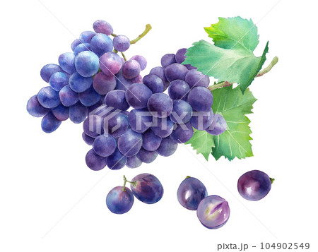 葉付きブドウ(巨峰)2種と分離した果実の水彩イラスト。 葉付きブドウ(巨峰)2種と分離した果実の水彩イラスト。 104902549