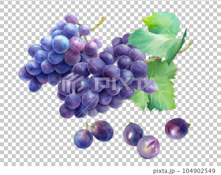 兩個帶有葉子(kyoho)和孤立水果的葡萄的水彩插圖。 兩個帶有葉子(kyoho)和孤立水果的葡萄的水彩插圖。 104902549