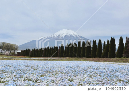 ネモフィラの花畑から見た富士山 ネモフィラの花畑から見た富士山 104902550