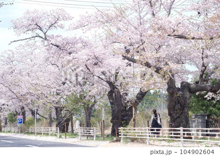 福島県富岡町、夜ノ森の桜並木 福島県富岡町、夜ノ森の桜並木 104902604