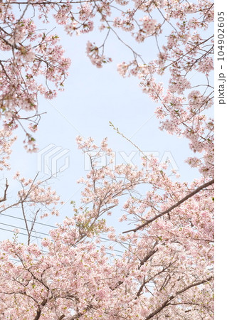 福島県富岡町、夜ノ森の桜並木 104902605
