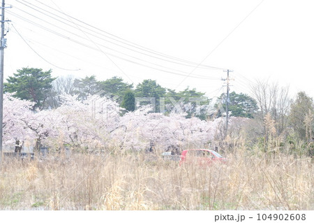 福島県富岡町、夜ノ森の桜並木 104902608