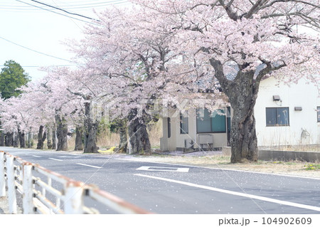 福島県富岡町、夜ノ森の桜並木 福島県富岡町、夜ノ森の桜並木 104902609