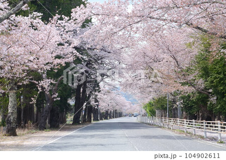 福島県富岡町、夜ノ森の桜並木 104902611