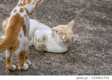 戯れる2匹の猫 戯れる2匹の猫 104902759