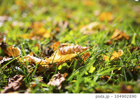 クロ－ズアップ クローズアップ 接写 104902890