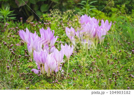 庭先のイヌサフランの花 104903182