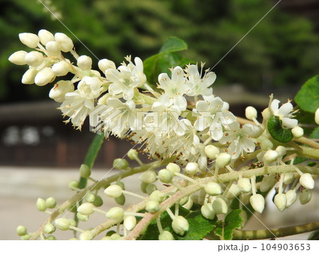 房の根元から咲き始める「リョウブ」 104903653