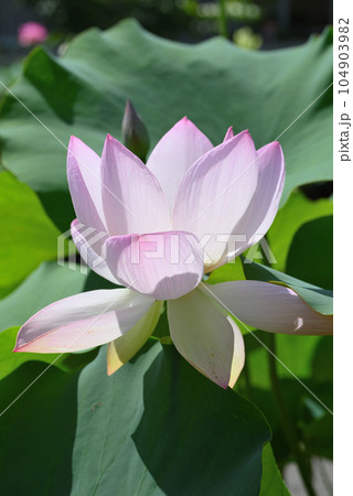 ハス（重水華） 104903982