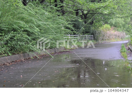 小雨の遊歩道 小雨の遊歩道 104904347