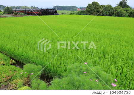 7月上旬の美しい田園風景を走るSLもおか号 104904750