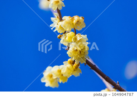 青空に映える蝋梅 104904787