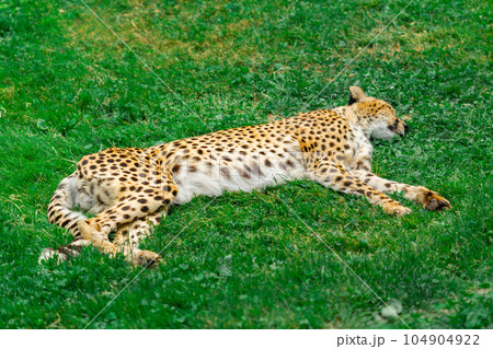 Lazy Cheetah Lounging on Grass Peacefully Sleeping 104904922